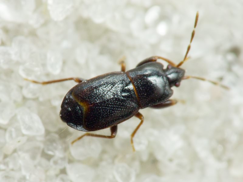 Plinthisus brevipennis (Latreille, 1807)